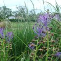 Muscari comosum